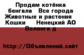 Продам котёнка бенгала - Все города Животные и растения » Кошки   . Ненецкий АО,Волонга д.